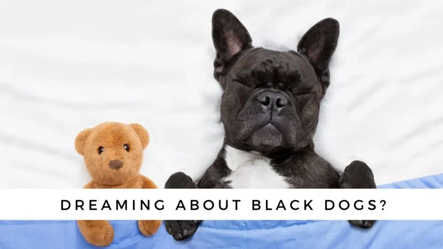 what do black dogs symbolize