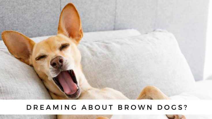 Dreaming About Dogs? Dream Interpretations & Symbolism Of Dogs