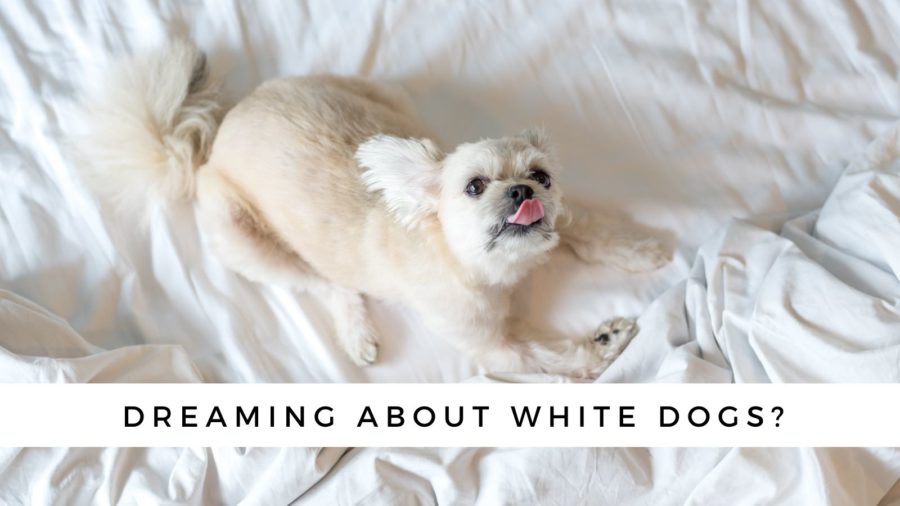 what do white dogs symbolize