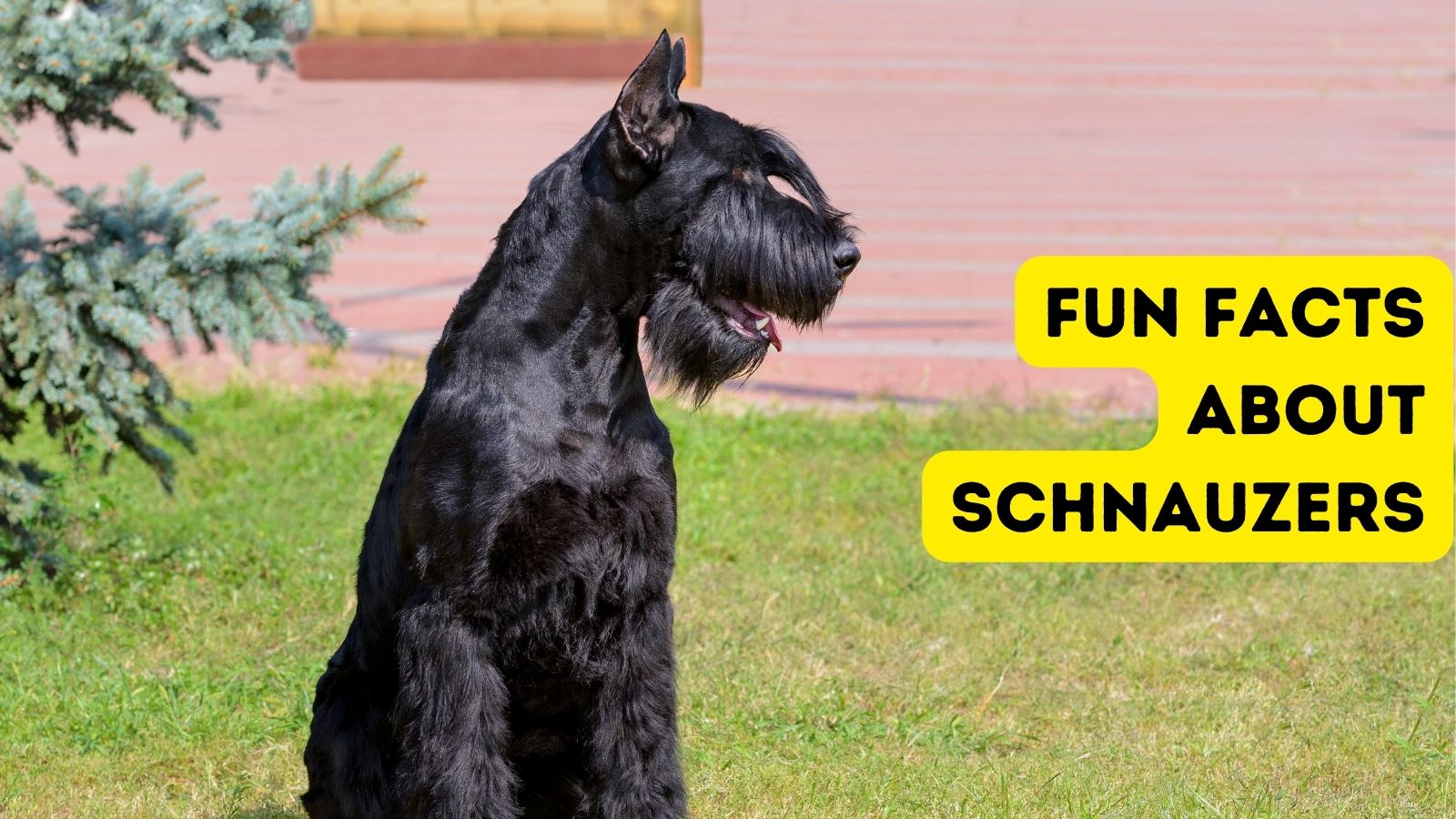 National Schnauzer Day Bring on the Beards! Pet Lovers News Hub