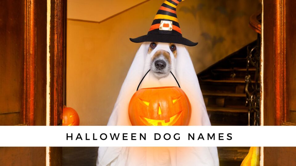 180-halloween-dog-names-a-monster-list-of-names-for-your-fur-baby-180-halloween-dog-names