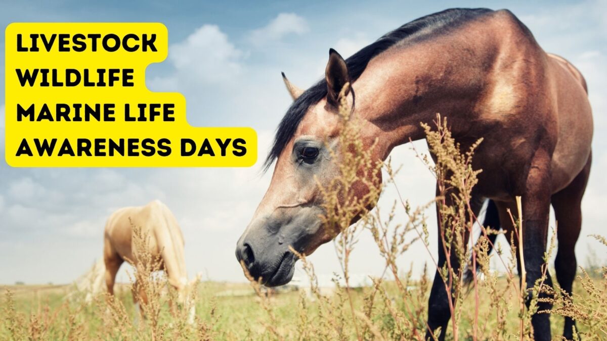 2024 Animal Awareness Days (Horse & Livestock, Wildlife, Marine Life