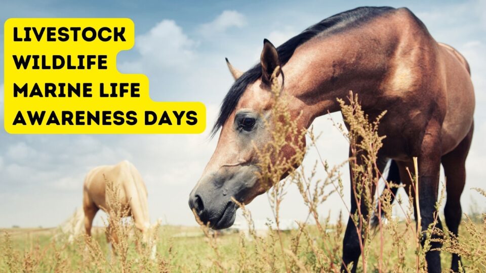 2023 Animal Awareness Day (Horse & Livestock, Wildlife, Marine Life
