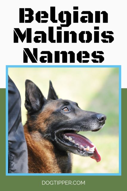 Belgian Malinois Names {Male + Female}