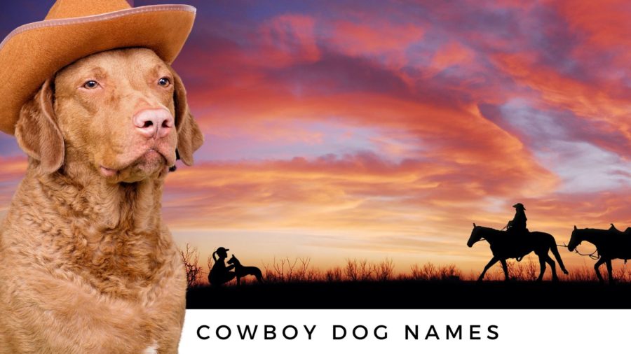 Beurs Immigratie verontschuldiging 250+ Cowboy Dog Names for Your Buckaroo!