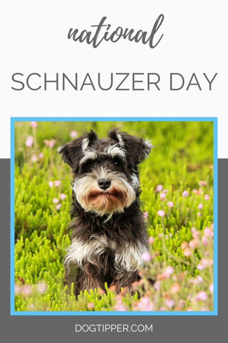 National Schnauzer Day Bring on the Beards!