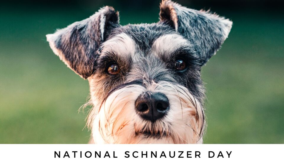 National Schnauzer Day Bring on the Beards!