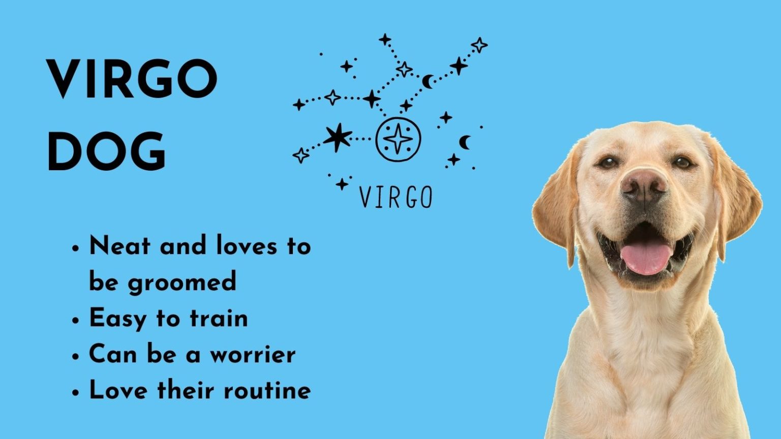 Dog Astrology Decode your dog's personality by zodiac sign