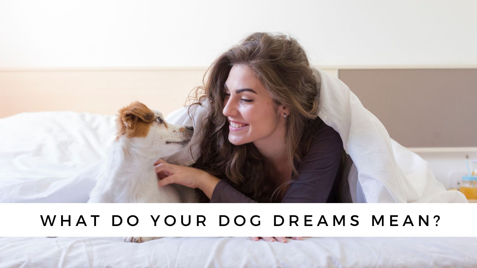 do dogs really dream
