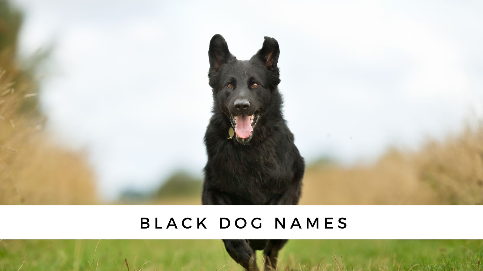 Black Dog 