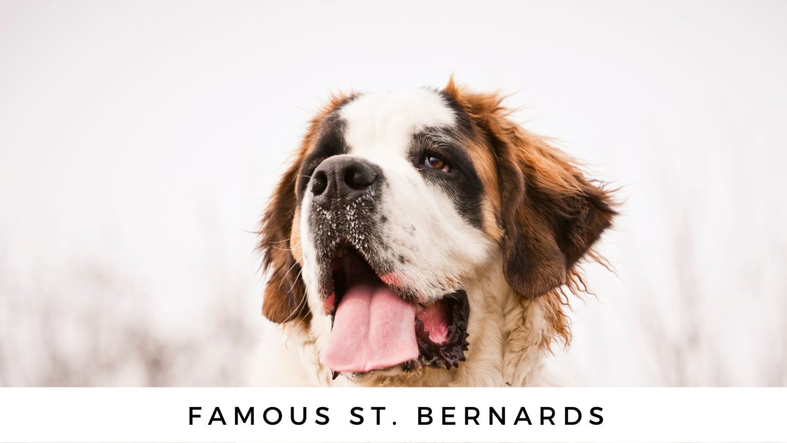 140-st-bernard-names-for-your-swiss-baby