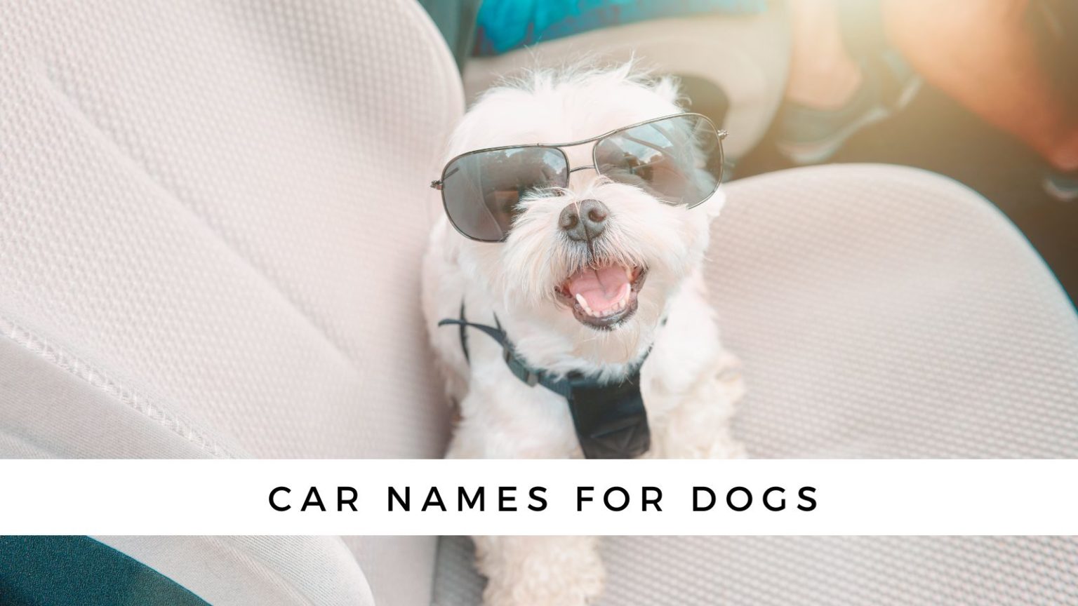 100-white-dog-names-for-your-fair-fur-baby