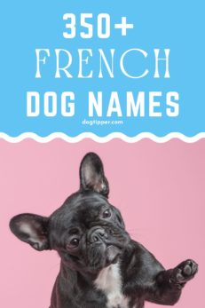 400 French Dog Names {and their meanings!}