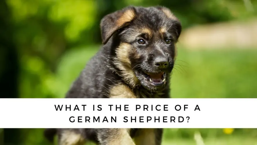 German shepherd puppies store for sale $500