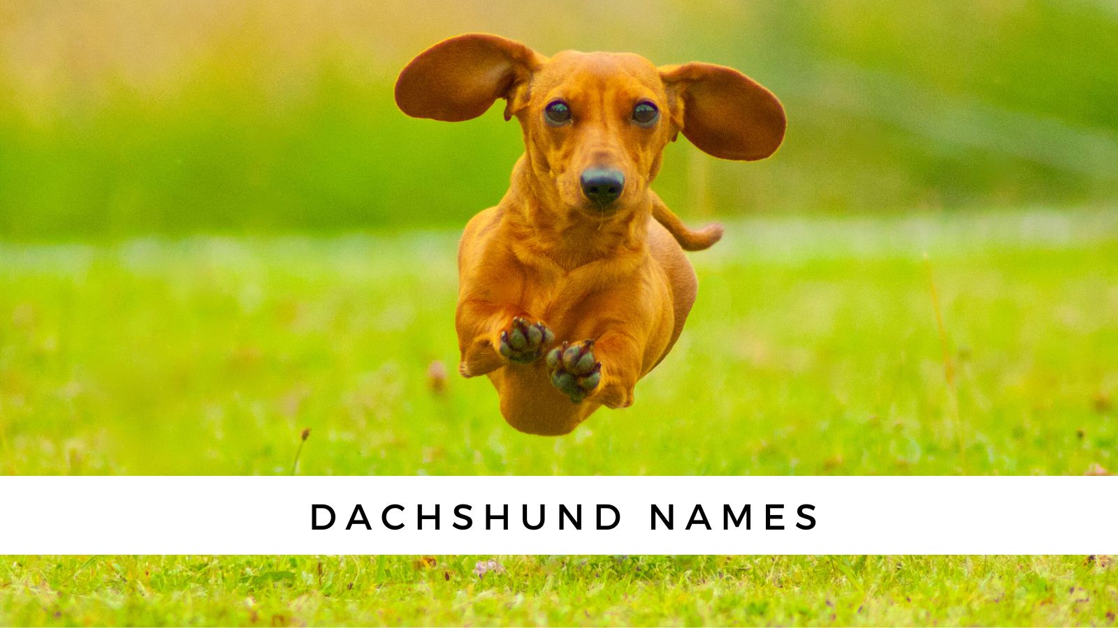 are dachshunds used as us military dogs