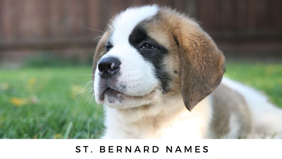 140 St Bernard Names For Your Swiss Baby