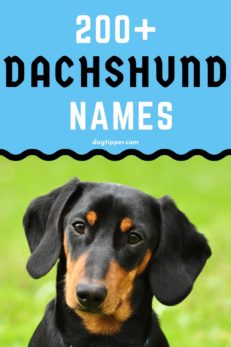 200+ Dachshund Names For Your Sausage Dog!