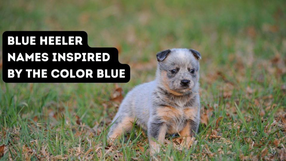 150-blue-heeler-names-from-the-land-down-under