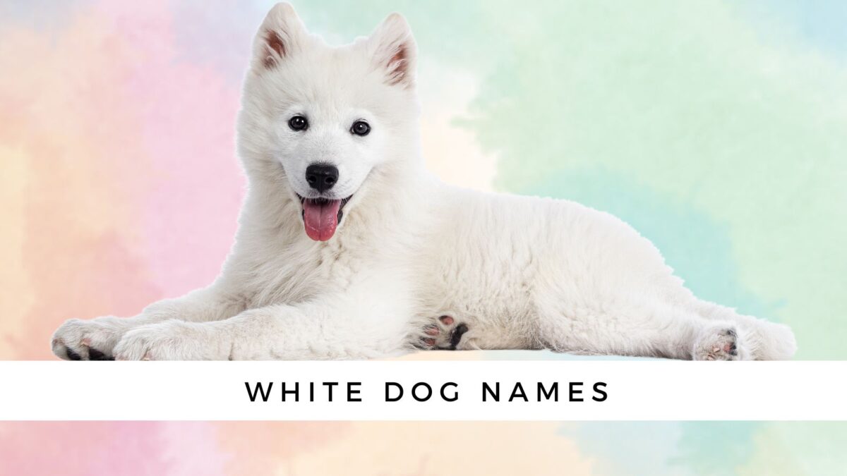 What Is A Cute Name For A White Dog