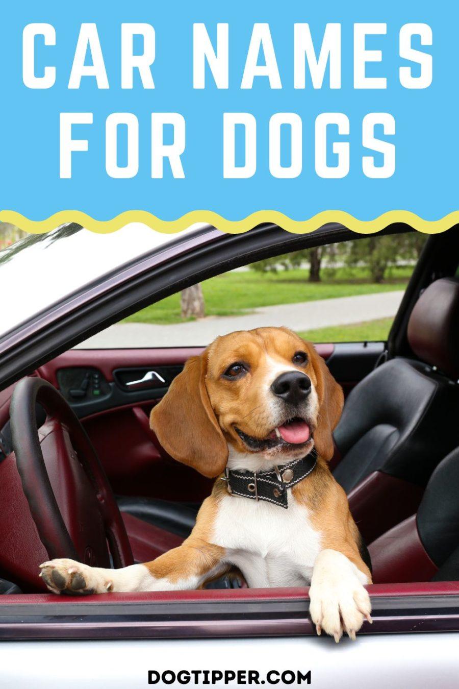 280+ Car Names for Dogs