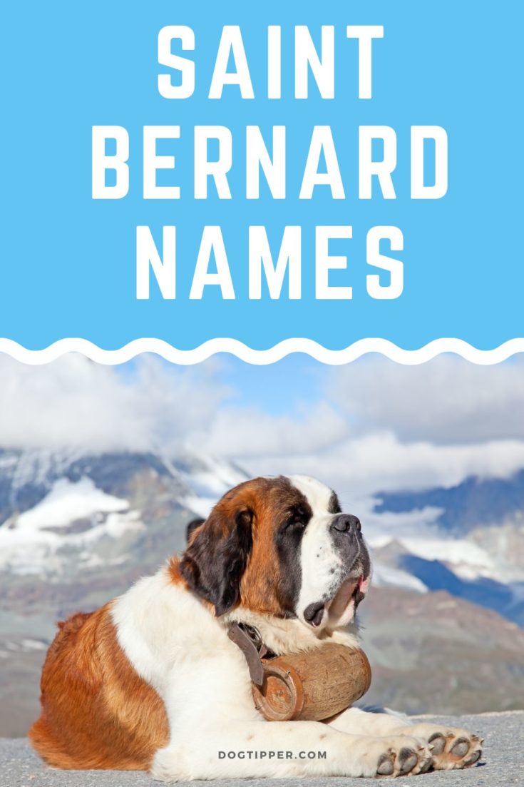 saint-bernard-dog-breed-information-dog-breeds-list-dog-breeds-dog