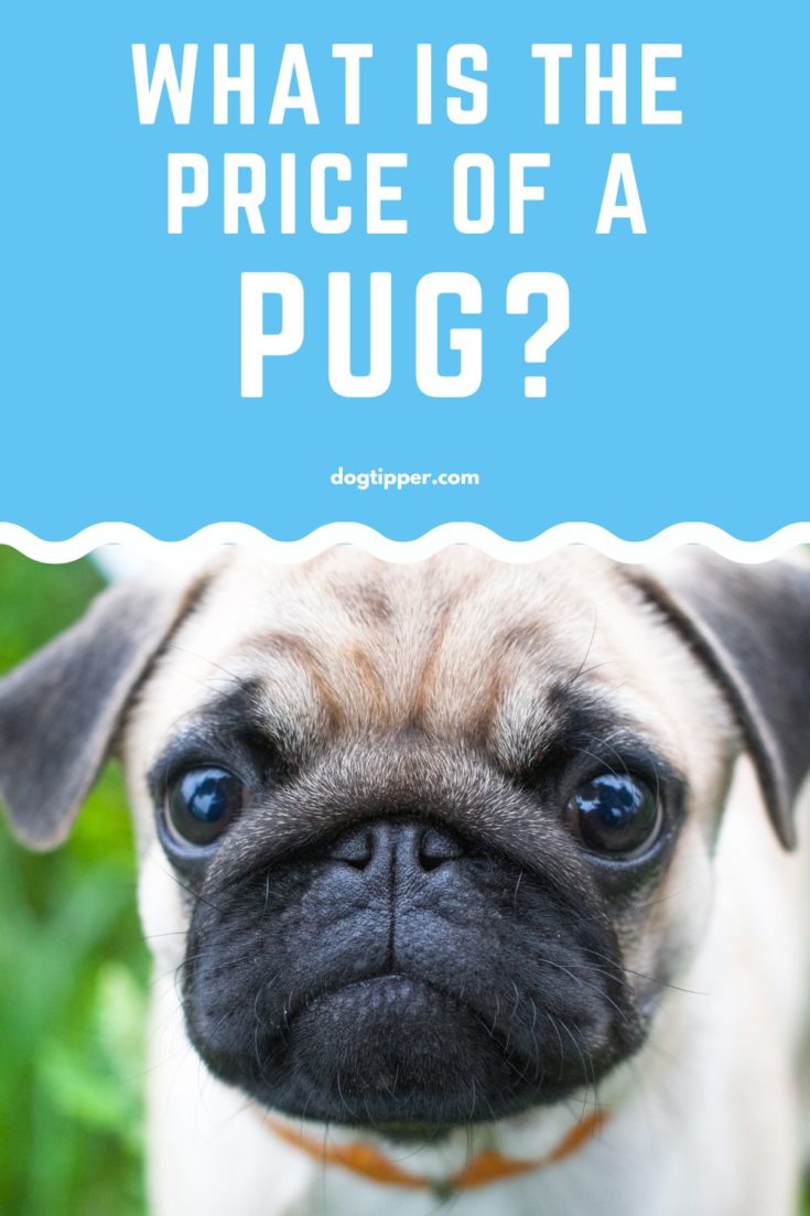 The Pug Dog Price Tag What You Need to Know Before You Get Your Pug