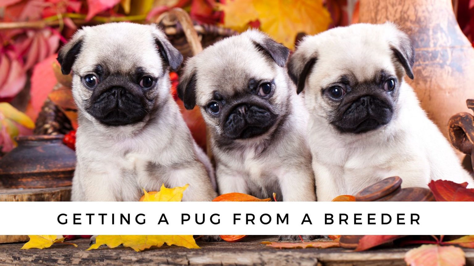 The Pug Dog Price Tag What You Need to Know Before You Get Your Pug