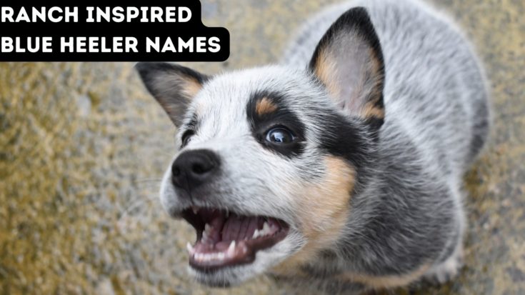 150-blue-heeler-names-from-the-land-down-under