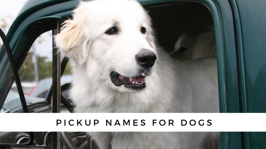 280-car-names-for-dogs