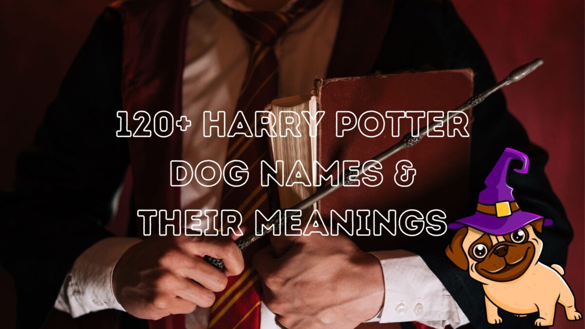 120+ Harry Potter Dog Names (& Their Meanings!)