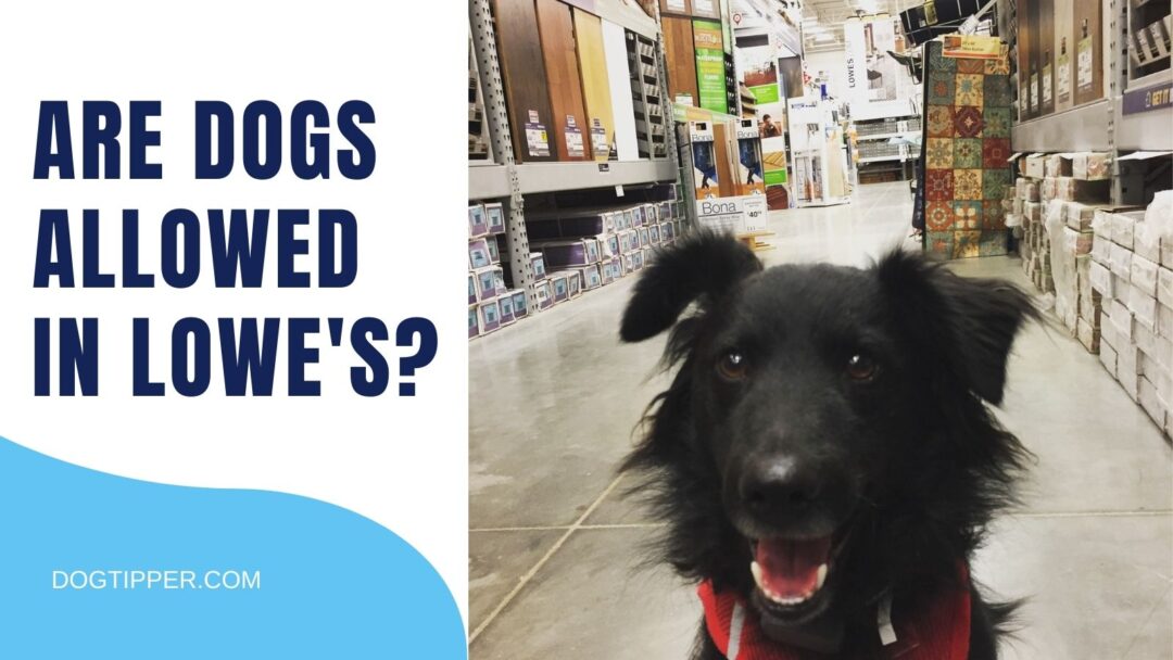 Are Dogs Allowed in Lowe's?