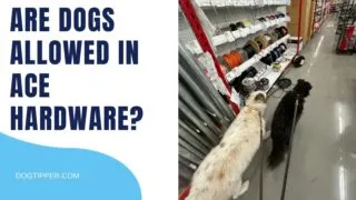 can you carry a dog in walmart