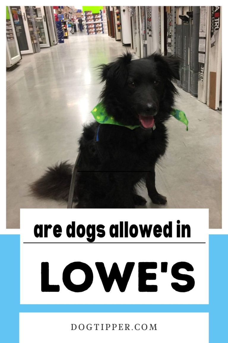 Are Dogs Allowed in Lowe's?