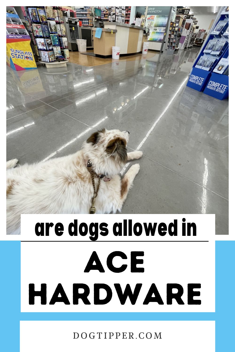 Does Ace Hardware Allow Dogs? Petsyclopedia News