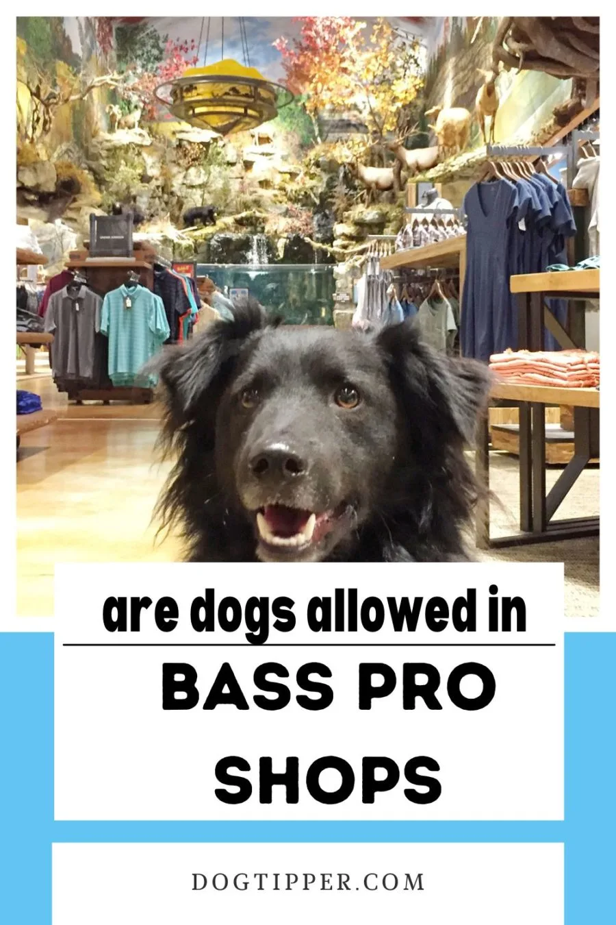 are dogs allowed in bass pro harrisburg