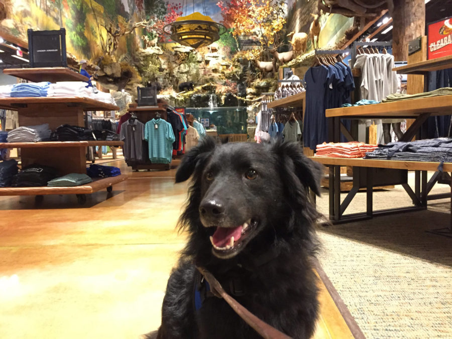 Dog Friendly Stores (2024) 100+ Stores to Shop with Your Dog