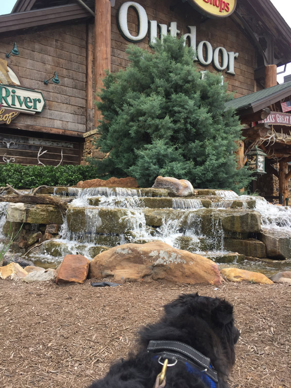 are dogs allowed in bass pro vaughan
