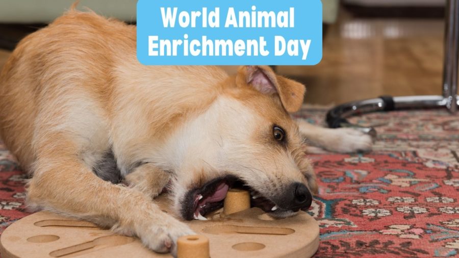 World Animal Enrichment Day shines a light on the many opportunities dog lovers - as well as everyone from shelter managers to zoo custodians - must improve the lives of animals by stimulating mentally and physically.