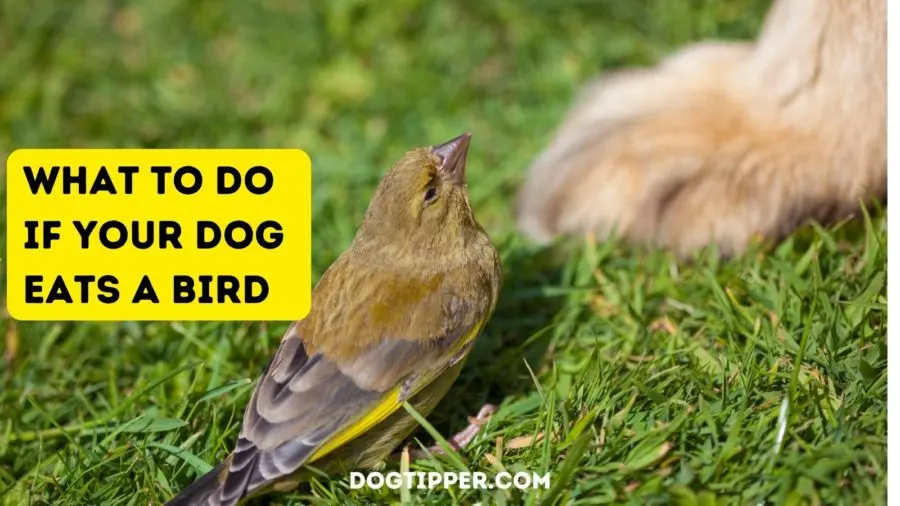 what happens if my dog eats a dead bird