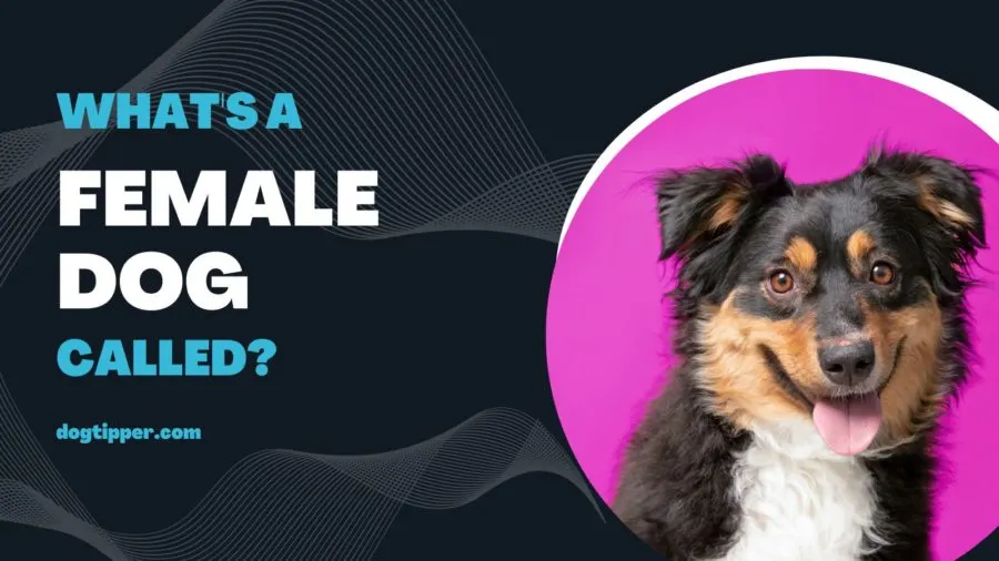 are female dogs feminine