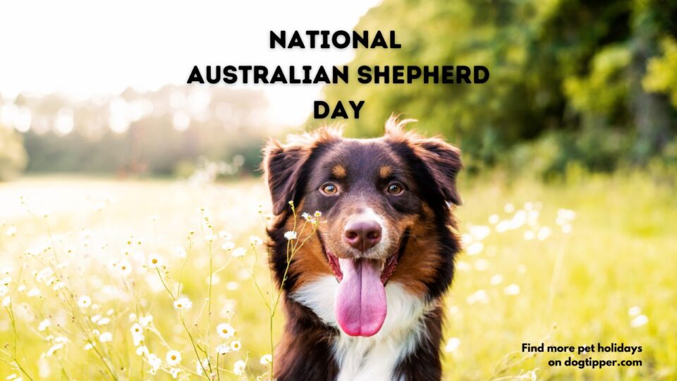 National Australian Shepherd Day