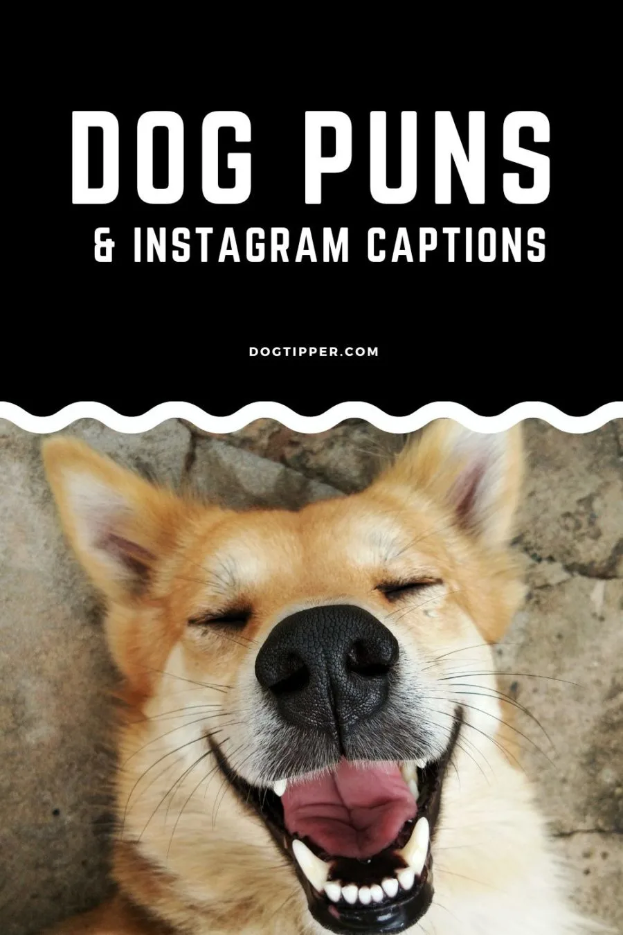 dog pictures with captions