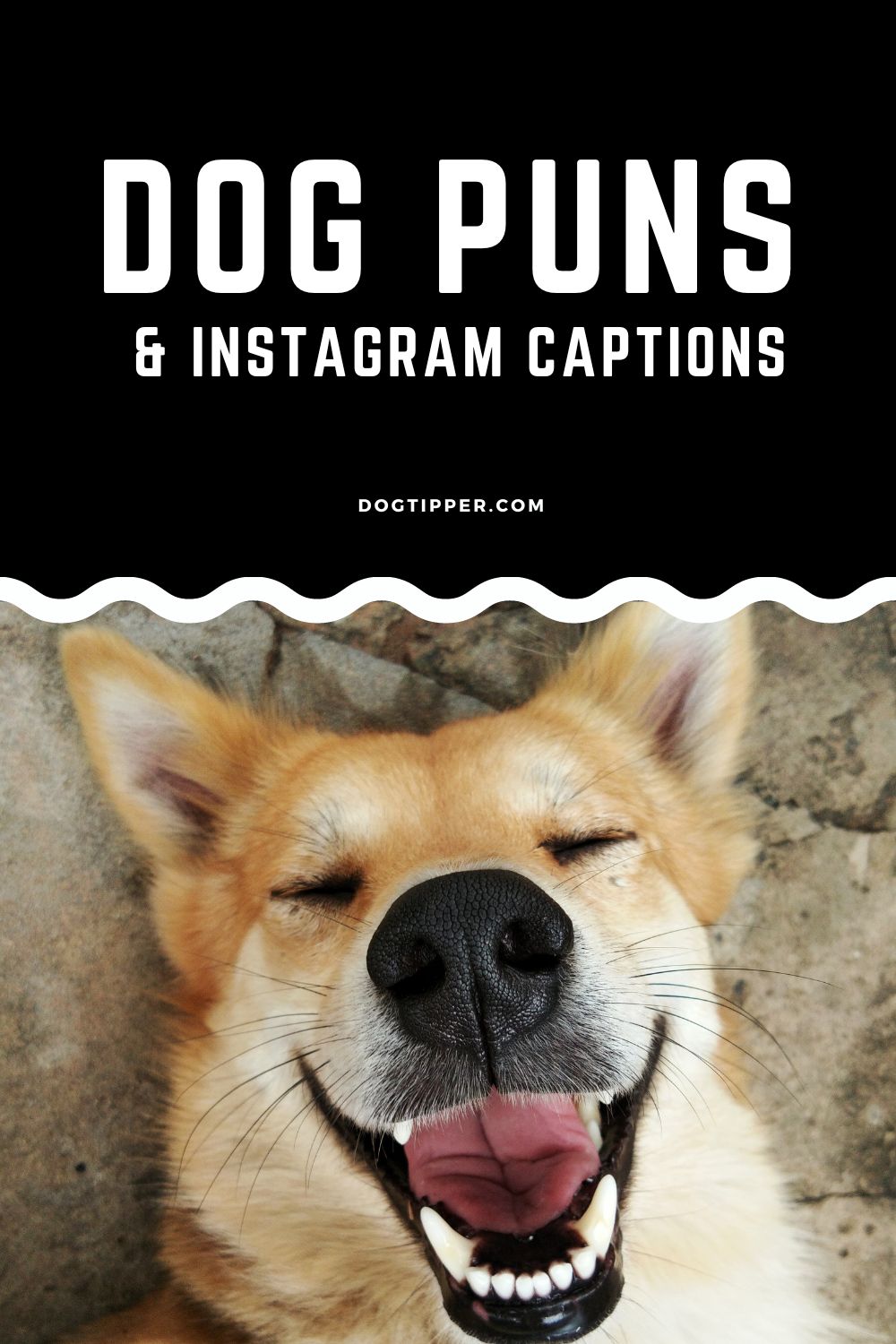 dog-puns-and-furtastic-instagram-captions