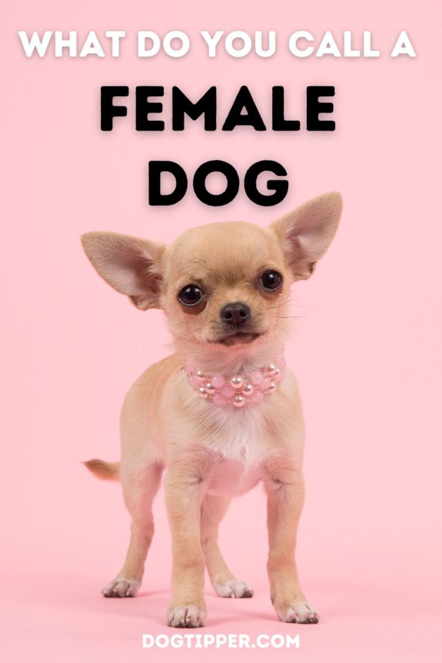 what-is-a-female-dog-called