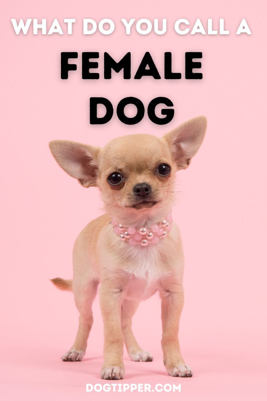 female dog reproduction