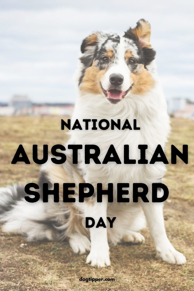 National Australian Shepherd Day