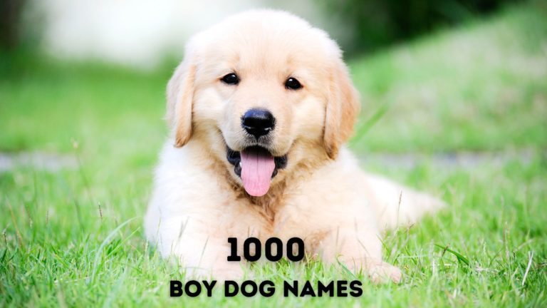 1000 Boy Dog Names For Your Good Boy!