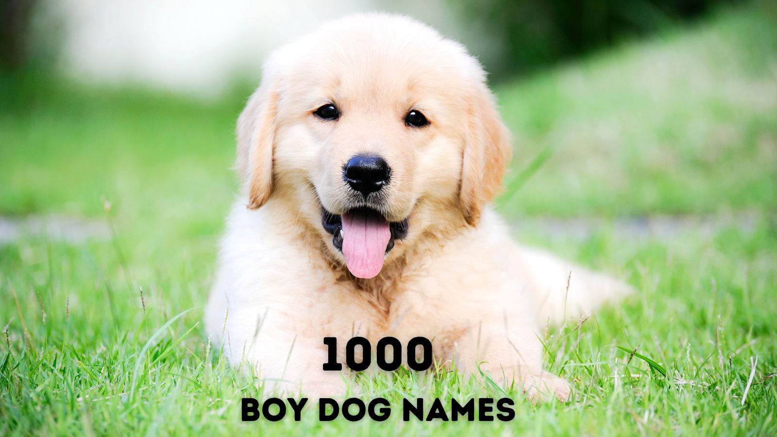 1000 Boy Dog Names 
