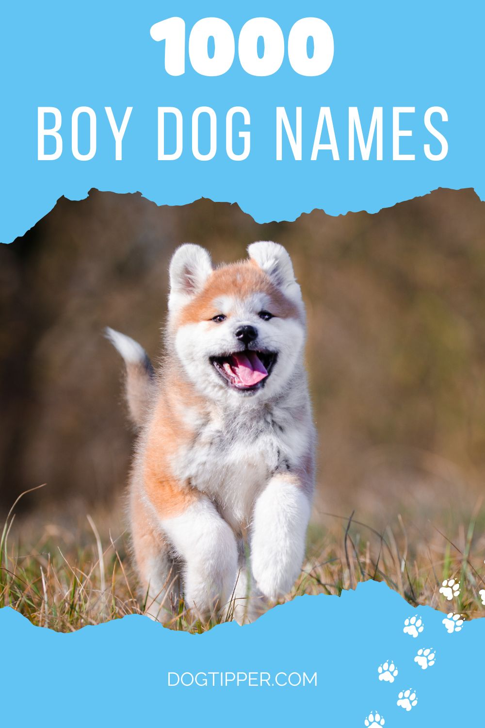 1000 Boy Dog Names for Your Good Boy!