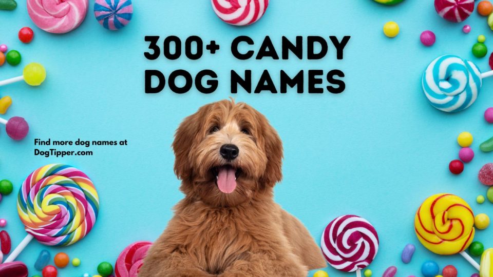 candy-dog-names-300-names-for-your-new-sweetie